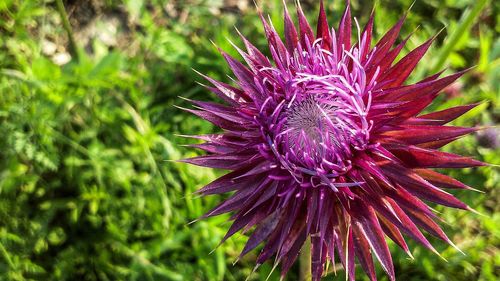 Close-up of pink flowers