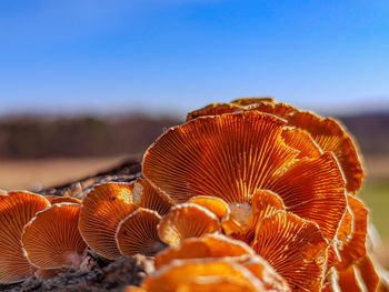 Close-up of orange mushroom growing in sea against sky