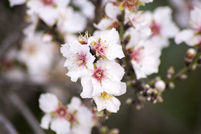 Close-up of white cherry blossom tree