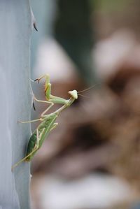 Close-up of insect on leaf