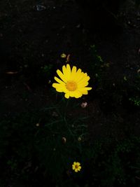 Close-up of yellow flowers