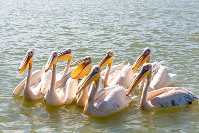 Swans swimming in lake