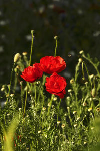 Close-up of red poppy flowers on field