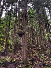 Trees in forest