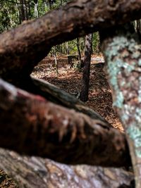 Close-up of tree trunk in forest