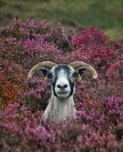 Portrait of an animal on field