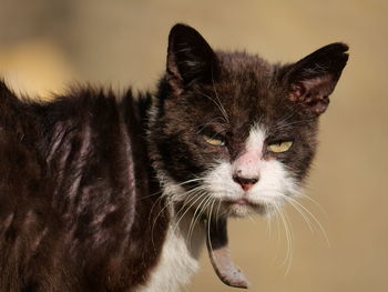 Close-up portrait of a cat