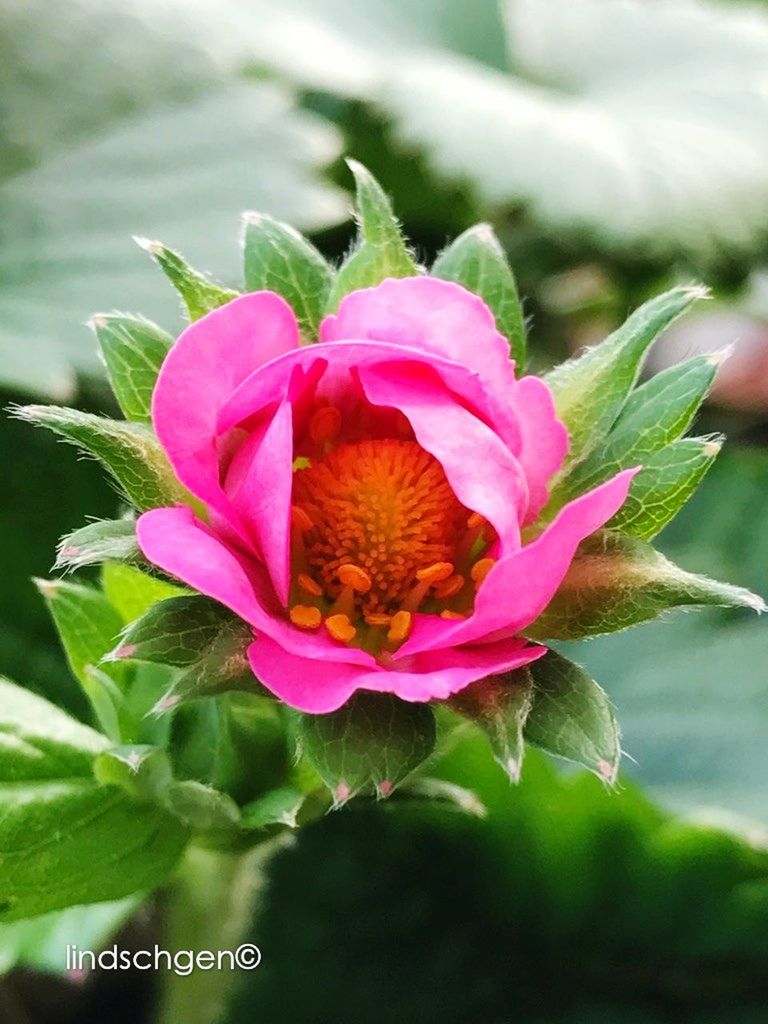 flower, petal, nature, fragility, beauty in nature, growth, plant, flower head, freshness, leaf, blooming, red, day, outdoors, close-up, no people