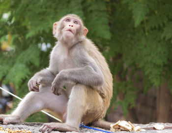 Monkey sitting on looking away