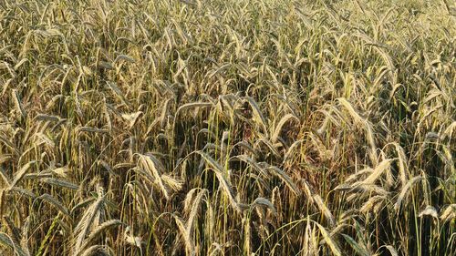 Full frame shot of wheat field