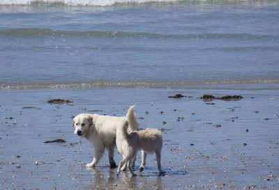 View of dog on beach
