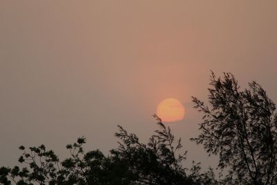 Low angle view of silhouette trees against sky during sunset