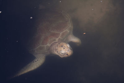 Turtle swimming in water