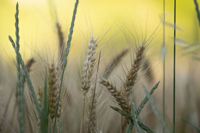 Close-up of wheat growing on field