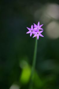 Close-up of purple flowering plant