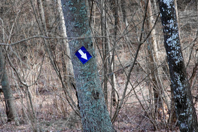 Bare trees in forest