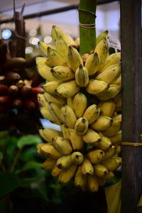 Close-up of fruits growing in market for sale