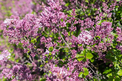 Close-up of purple flowers