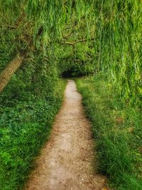 Footpath amidst plants on field