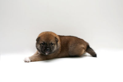 Close-up of a newborn shiba inu puppy. japanese dog. beautiful shiba inu puppy color brown.