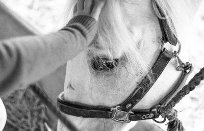 Close-up of person stroking horse