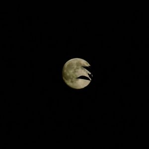 View of moon in the dark