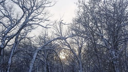 Low angle view of bare trees in snow covered forest