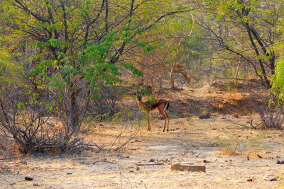 Deer standing in a forest