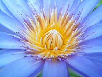 Macro shot of flower head