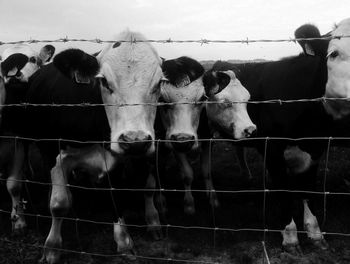 I've never wanted to be in a gang more then this one. look at their lovely little stubby legs. 
