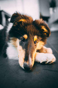 Portrait of dog lying down on floor