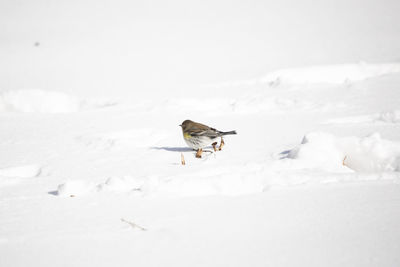 Bird on snow covered land