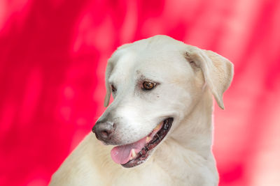 Close-up of dog looking away