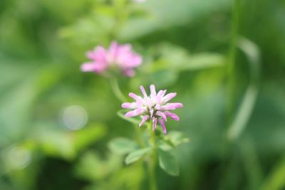 Close-up of pink flowering plant