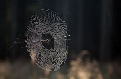 Close-up of spider web