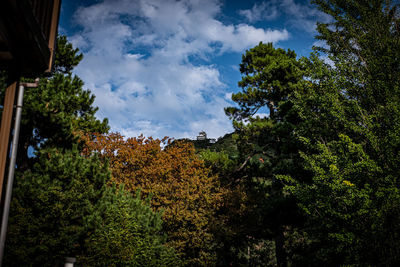 Low angle view of trees and plants against sky