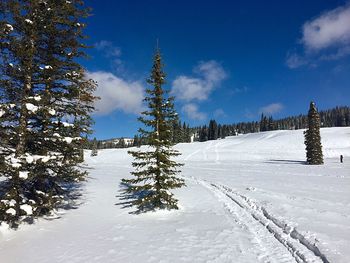 Pine trees on snow covered field against sky