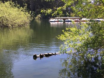 View of duck swimming in lake