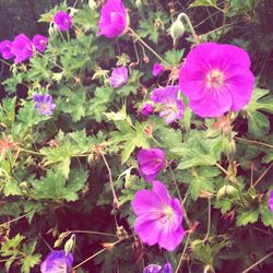 Close-up of purple flowers