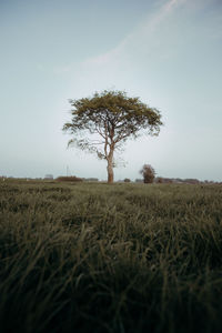 Tree on field against clear sky