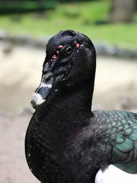 Close-up of black bird