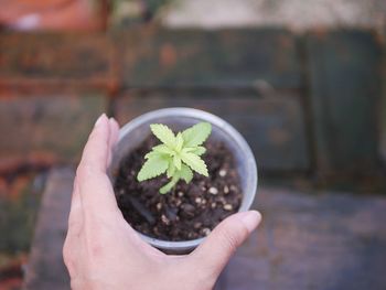 Cropped hand of person holding potted plant