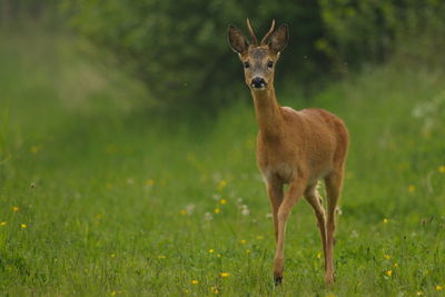 Portrait of roe deer standing on grassy field