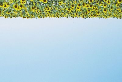 Close-up of yellow flowers