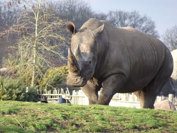 View of elephant in the forest