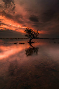 Silhouette tree by sea against sky during sunset