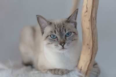 Close-up portrait of cat