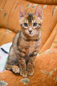 Cute and beautifull bengal cat age of one year look to the someone