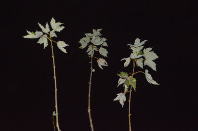 Close-up of plant against black background