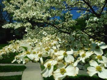 Close-up of white flowers blooming on tree